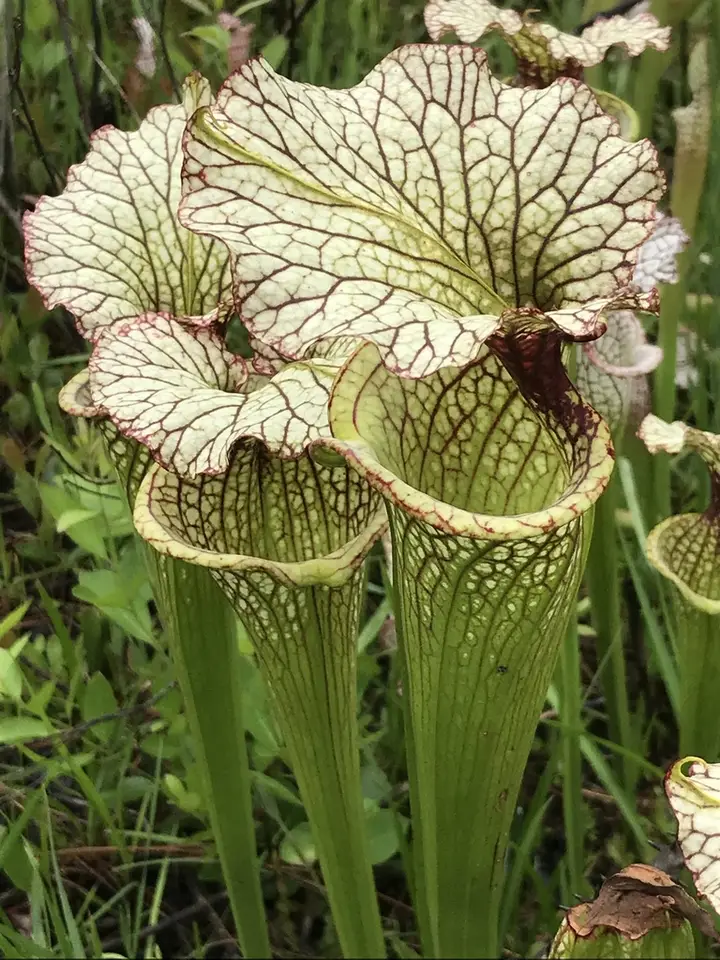 Moore's Pitcher Plant (Sarracenia × moorei)