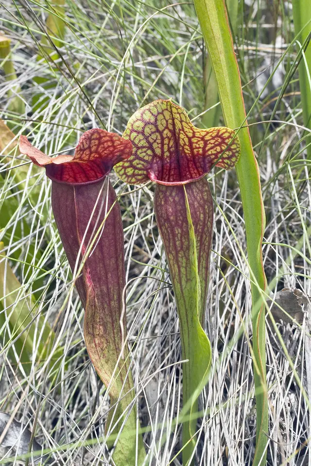 Naczi's Pitcher Plant (Sarracenia × naczii)