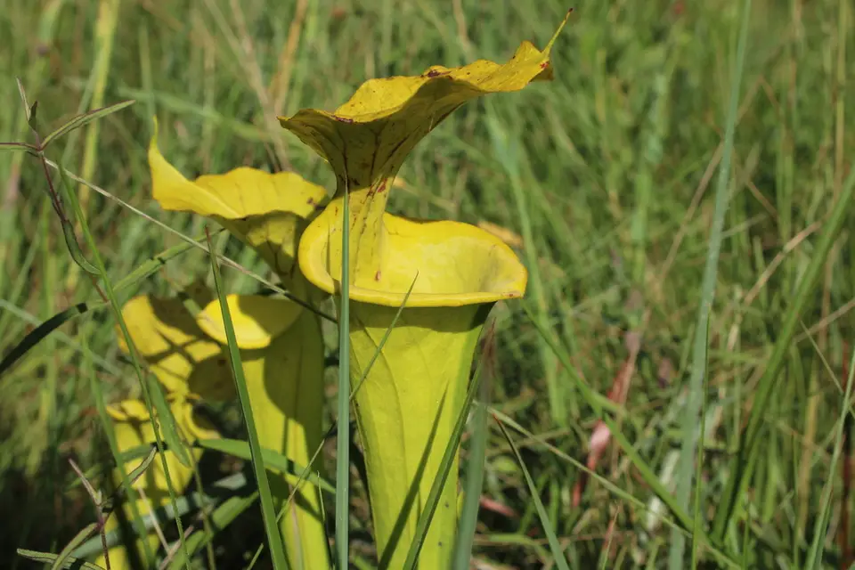 Sarracenia × popei (Sarracenia × popei)