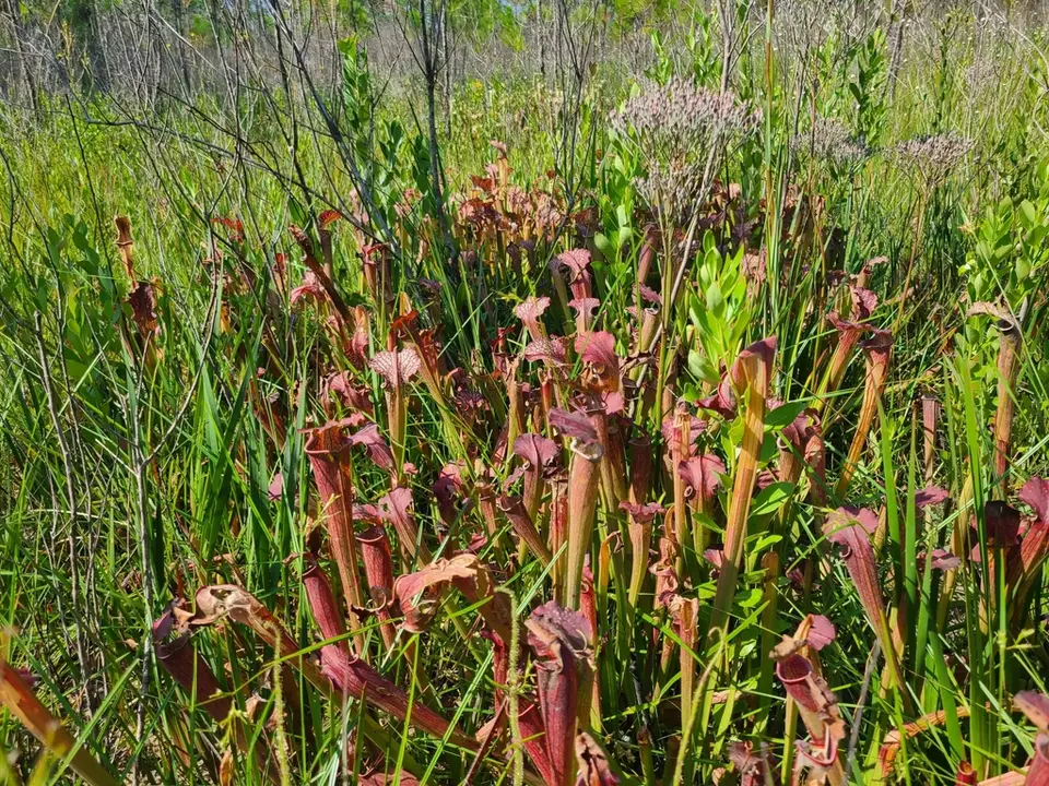 Read's Pitcher Plant (Sarracenia × readei)