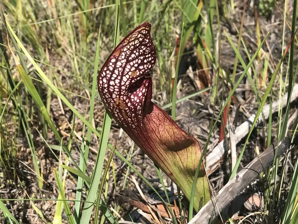 Wrigley's Pitcher Plant (Sarracenia × wrigleyana)