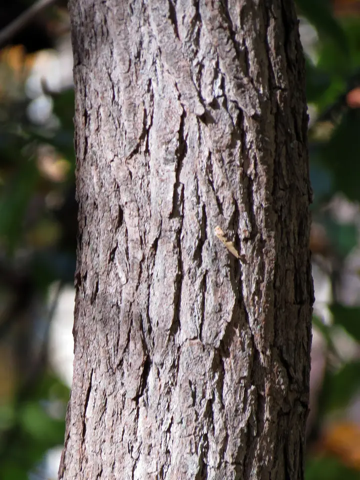 Sassafras (Sassafras albidum)