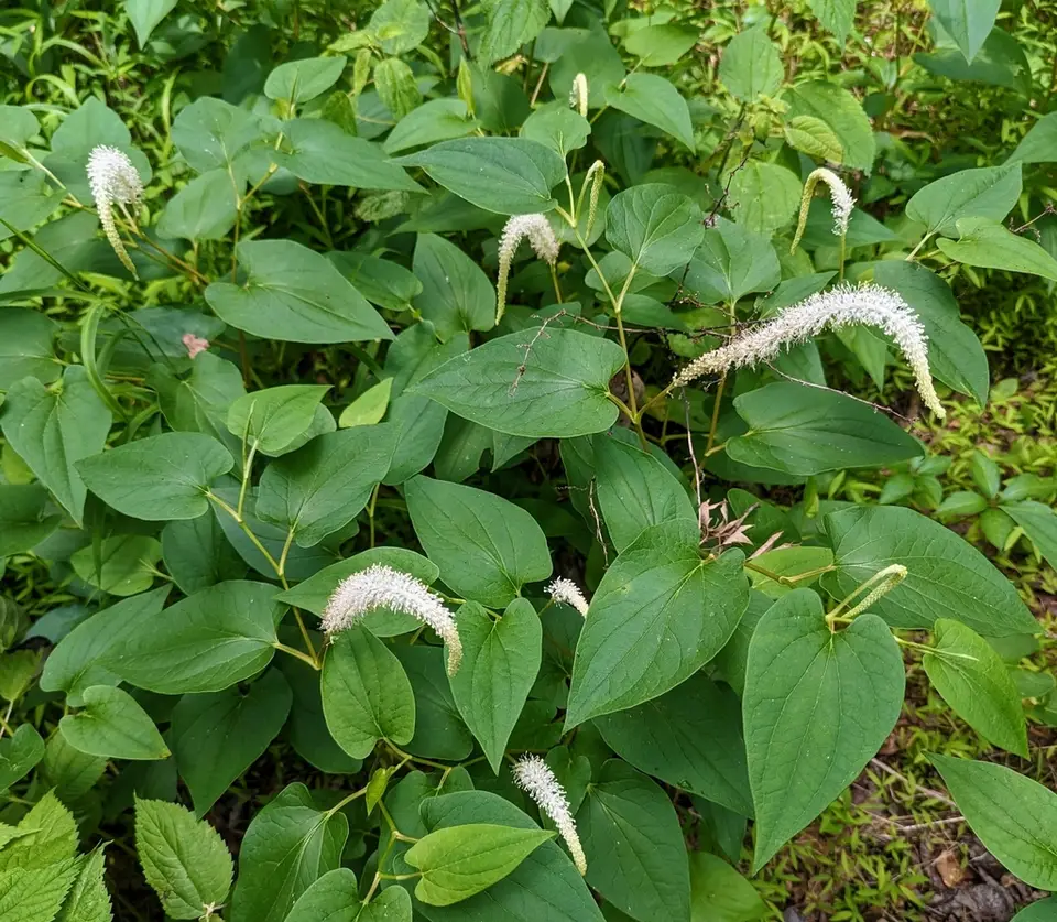 Lizard's Tail (Saururus cernuus)