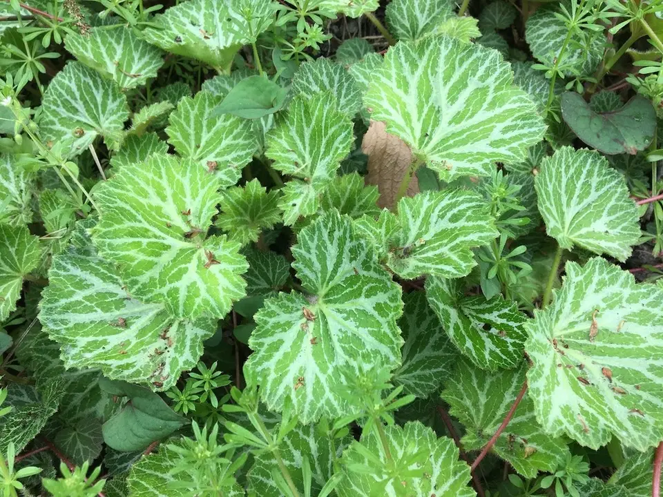 Mother-Of-Thousands (Saxifraga stolonifera)