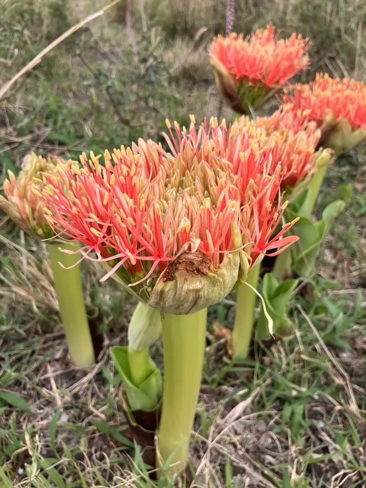 Bloodlily (Scadoxus multiflorus)