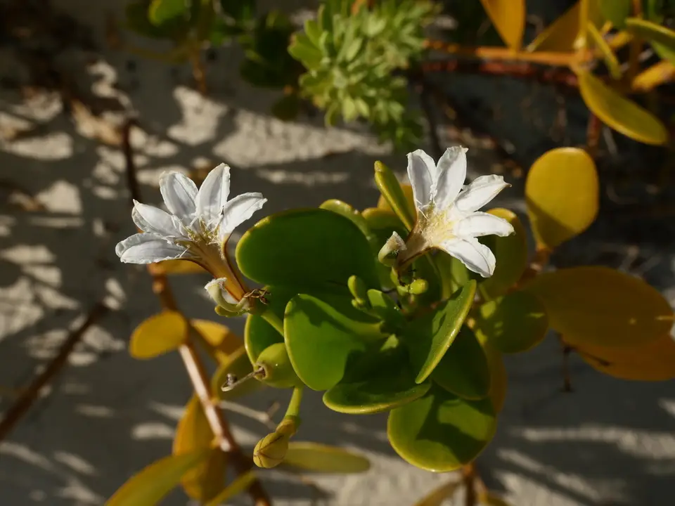 Coastal Inkberry (Scaevola plumieri)
