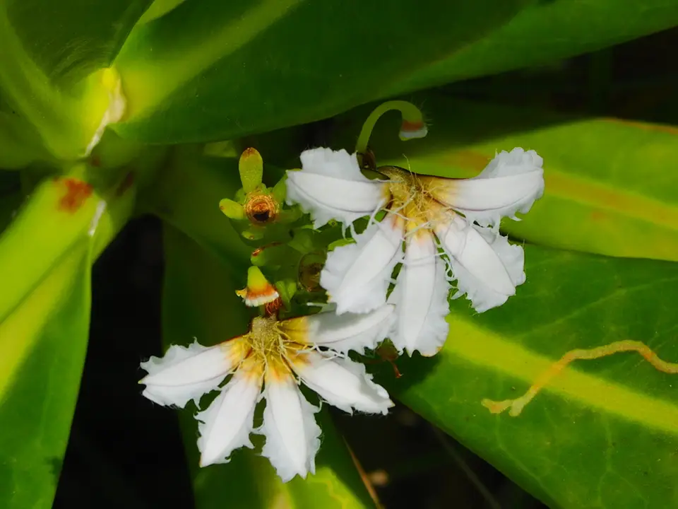 Beach Naupaka (Scaevola taccada)