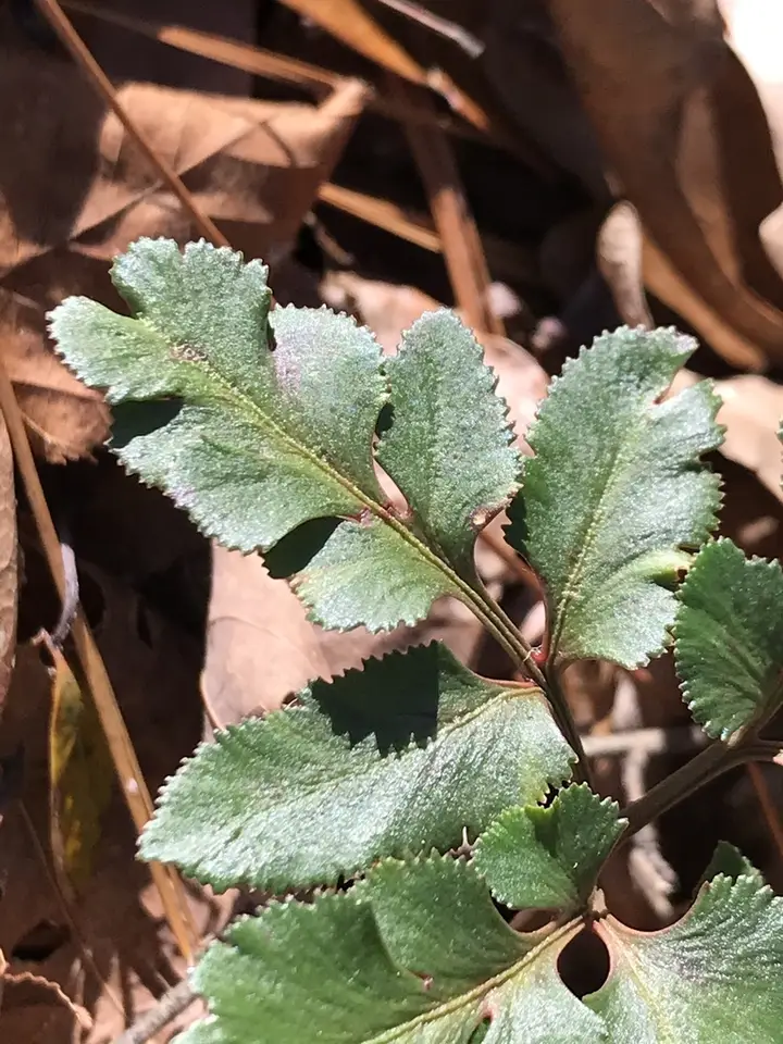 Sparse-Lobed Grapefern (Sceptridium biternatum)