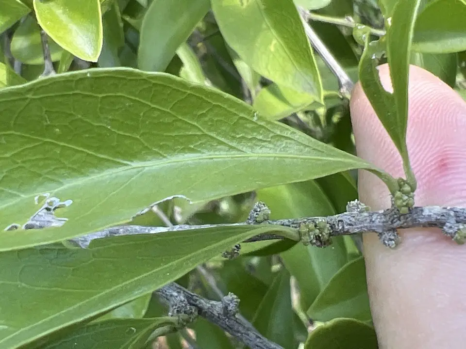 Florida Boxwood (Schaefferia frutescens)