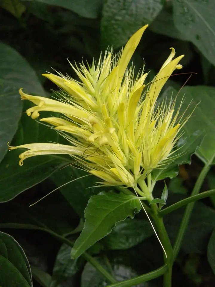 Schaueria calytricha (Schaueria calytricha)