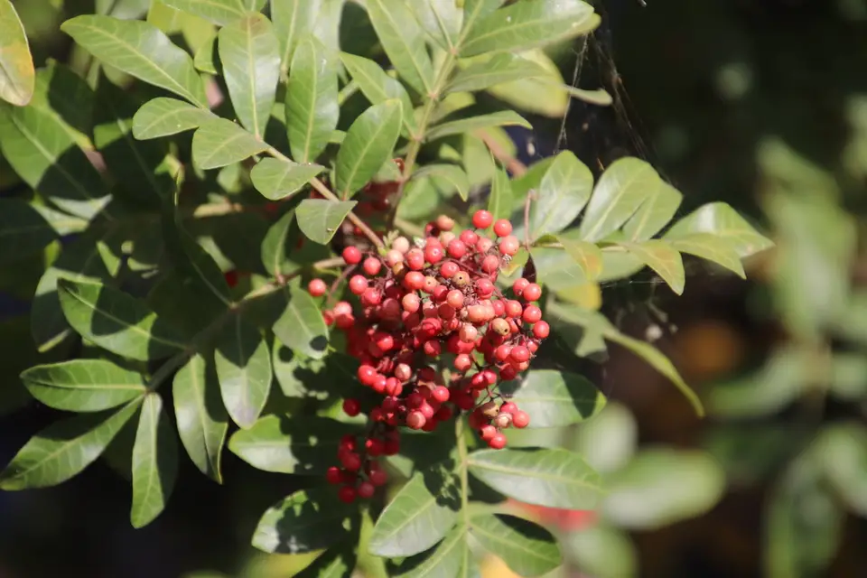 Brazilian Pepper (Schinus terebinthifolia)