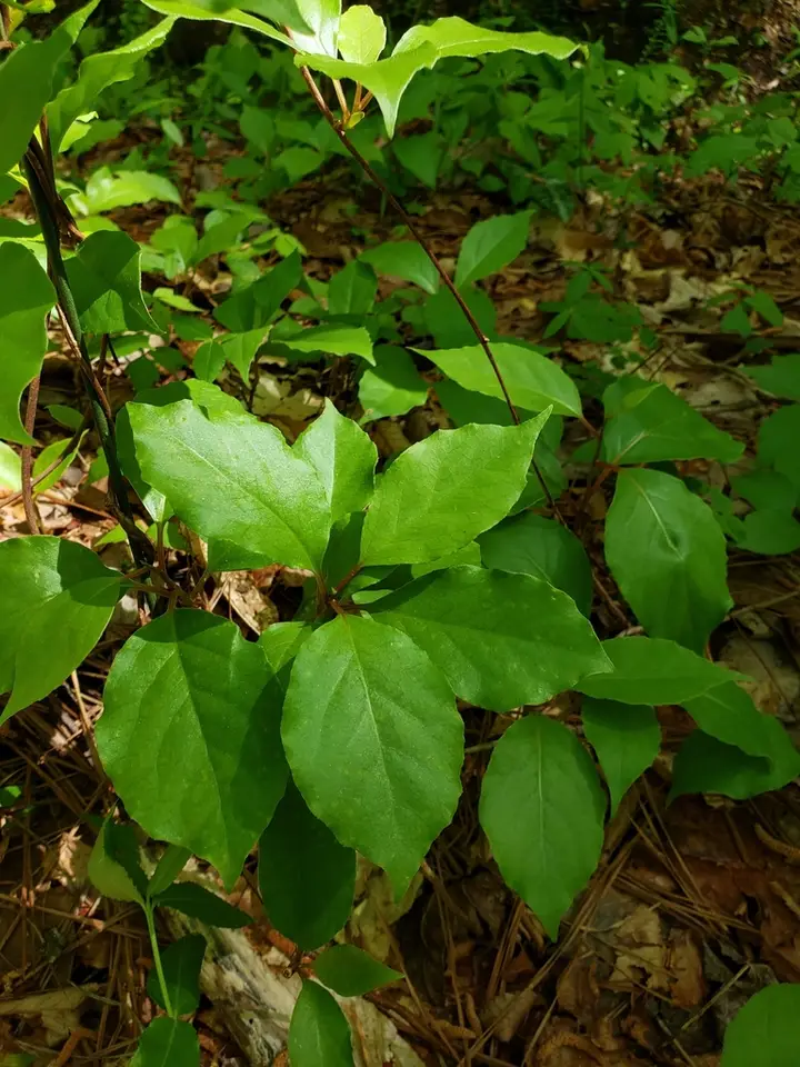 Bay Starvine (Schisandra glabra)
