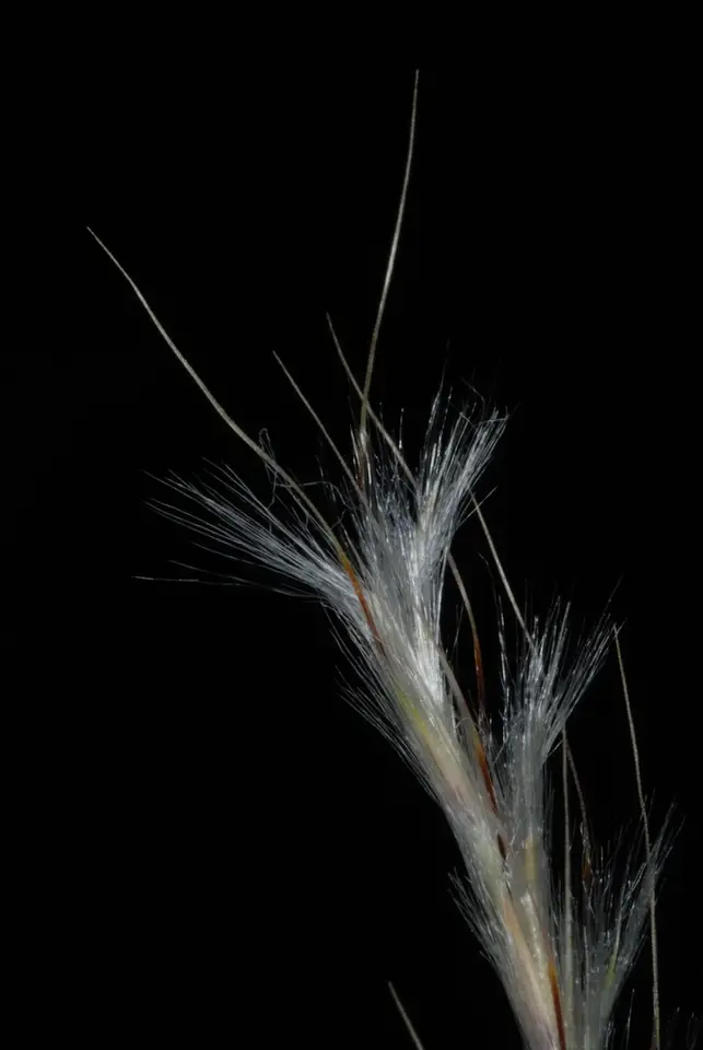 Wire Bluestem (Schizachyrium gracile)