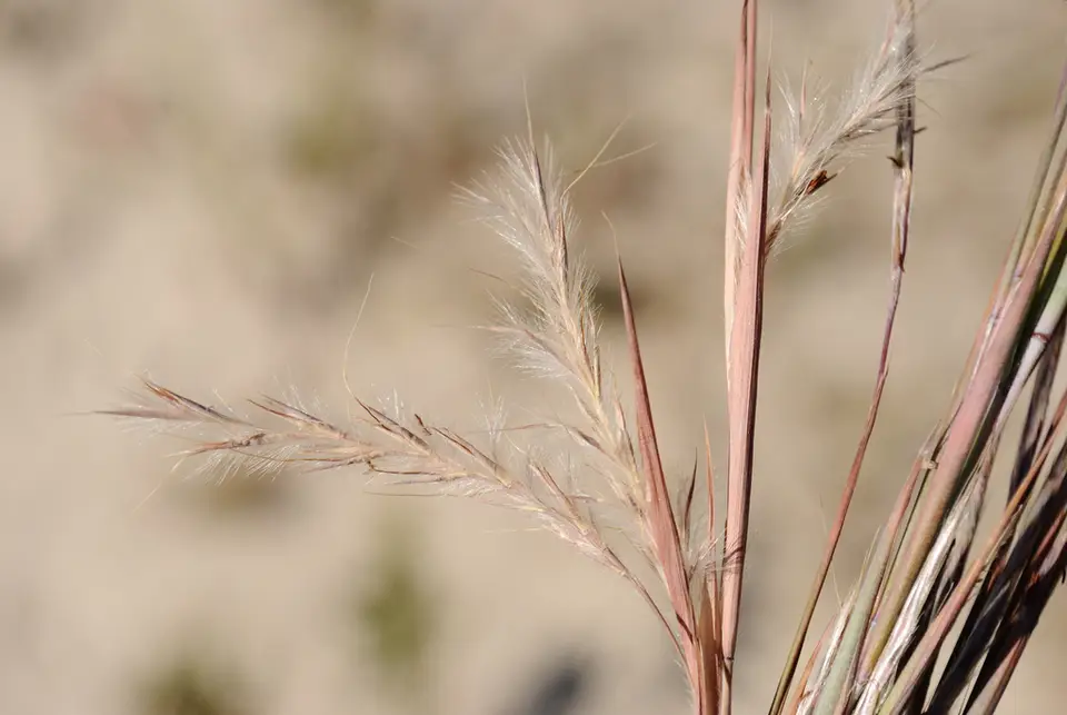 Seaside Bluestem (Schizachyrium littorale)