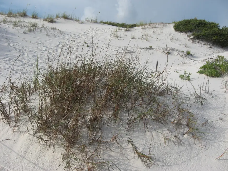 Gulf Bluestem (Schizachyrium maritimum)
