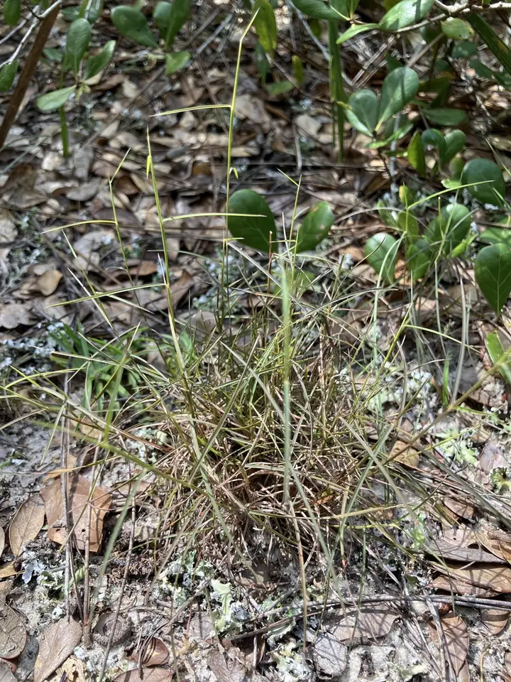 Pinescrub Bluestem (Schizachyrium niveum)