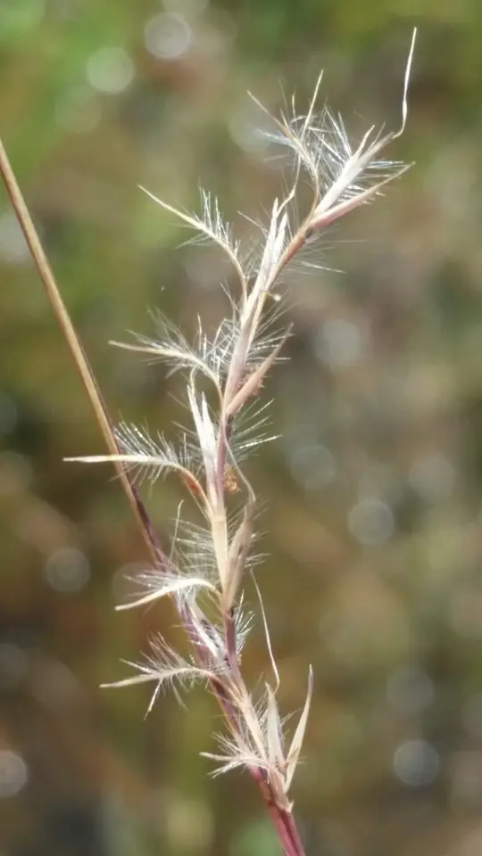 Florida Little Bluestem (Schizachyrium rhizomatum)