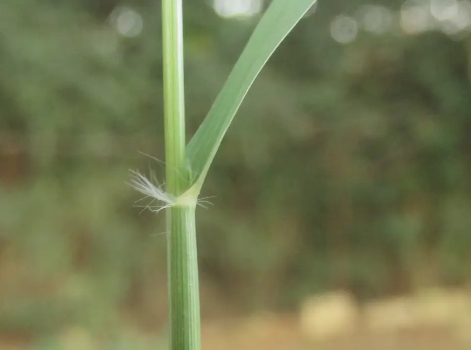 Crimson Bluestem (Schizachyrium sanguineum)