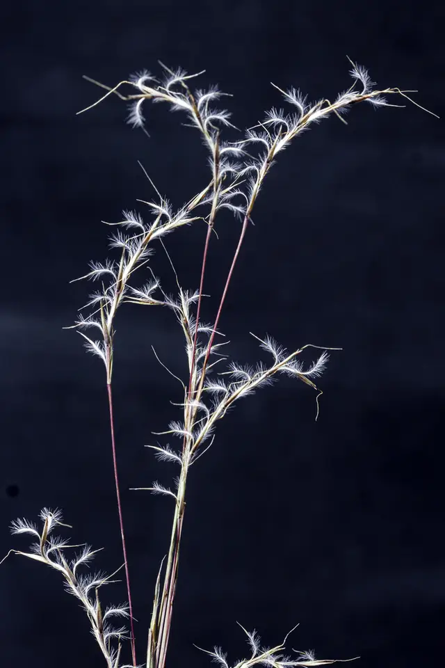 Little Bluestem (Schizachyrium scoparium)