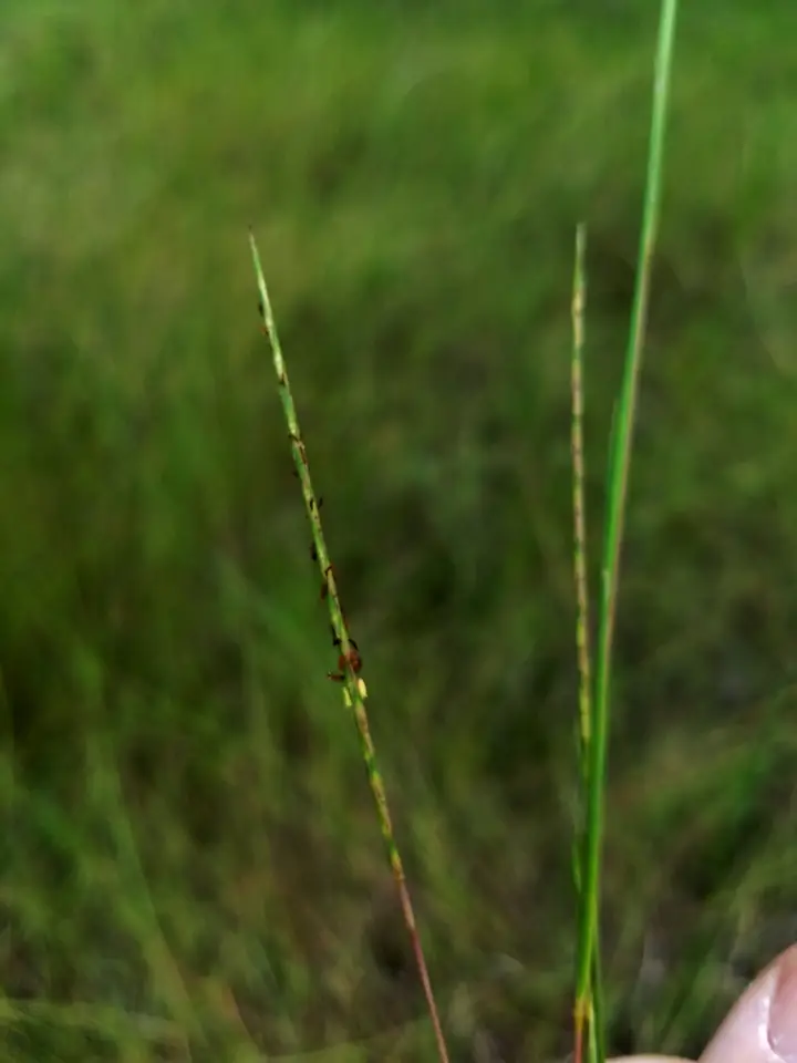 Slender Little Bluestem (Schizachyrium tenerum)