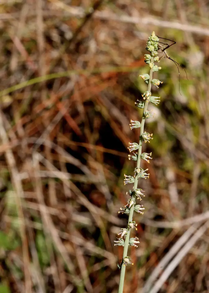 Florida Feathershank (Schoenocaulon dubium)