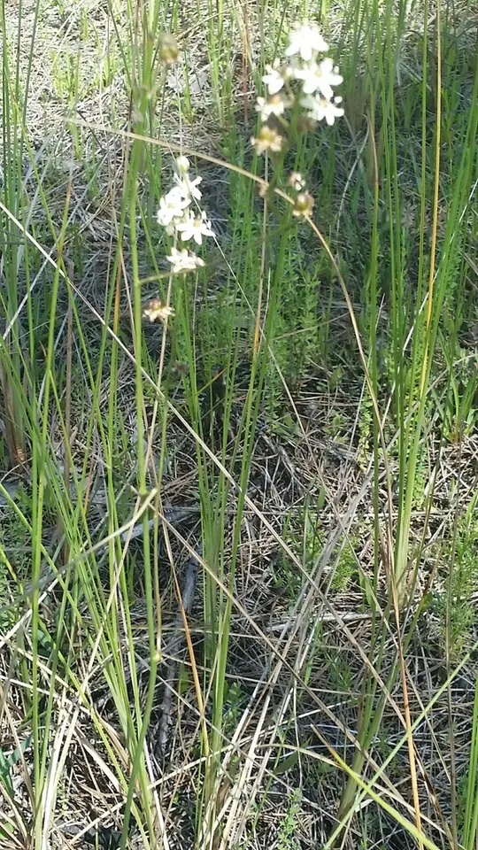 White Sunnybell (Schoenolirion albiflorum)