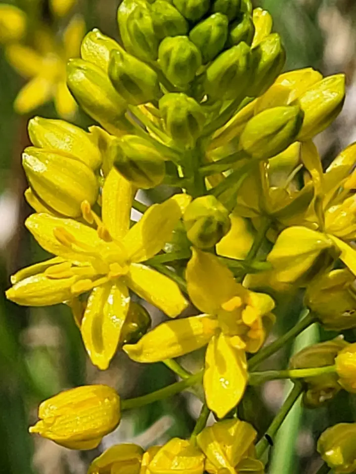 Wood-Candle (Schoenolirion croceum)