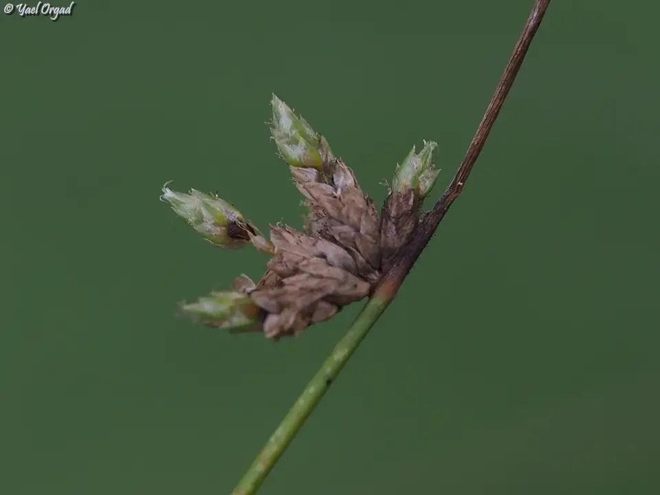 Sharpscale Bulrush (Schoenoplectiella erecta)