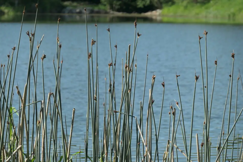 Hardstem Bulrush (Schoenoplectus acutus)