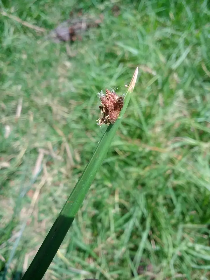 American Three-Square Bulrush (Schoenoplectus americanus)