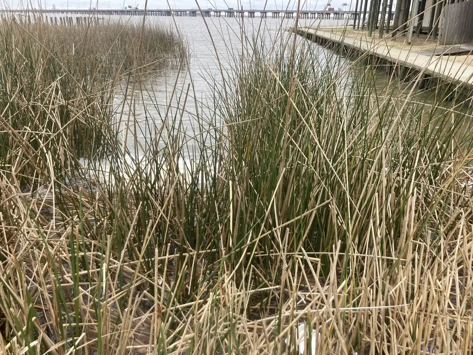 California Bulrush (Schoenoplectus californicus)