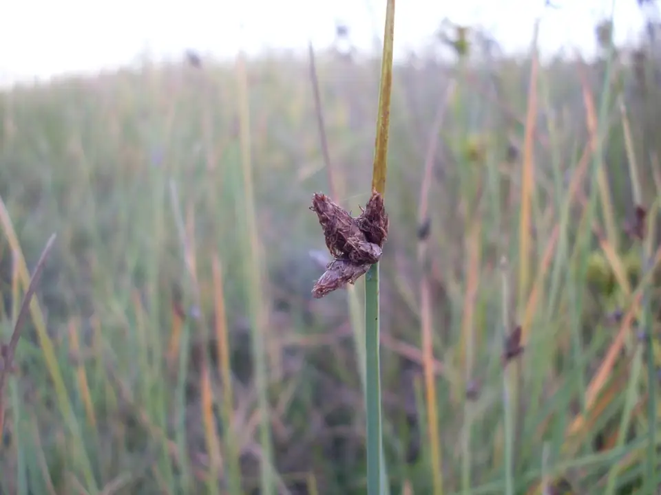 Three-Square Bulrush (Schoenoplectus pungens)
