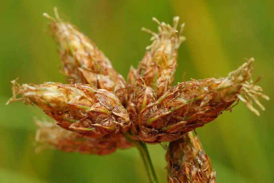 Soft-Stemmed Bulrush (Schoenoplectus tabernaemontani)