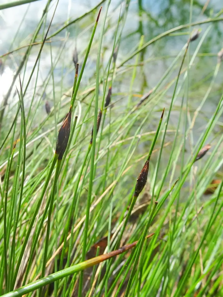 Black Bog-Rush (Schoenus nigricans)