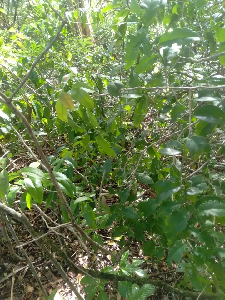 Gulf Graytwig (Schoepfia chrysophylloides)