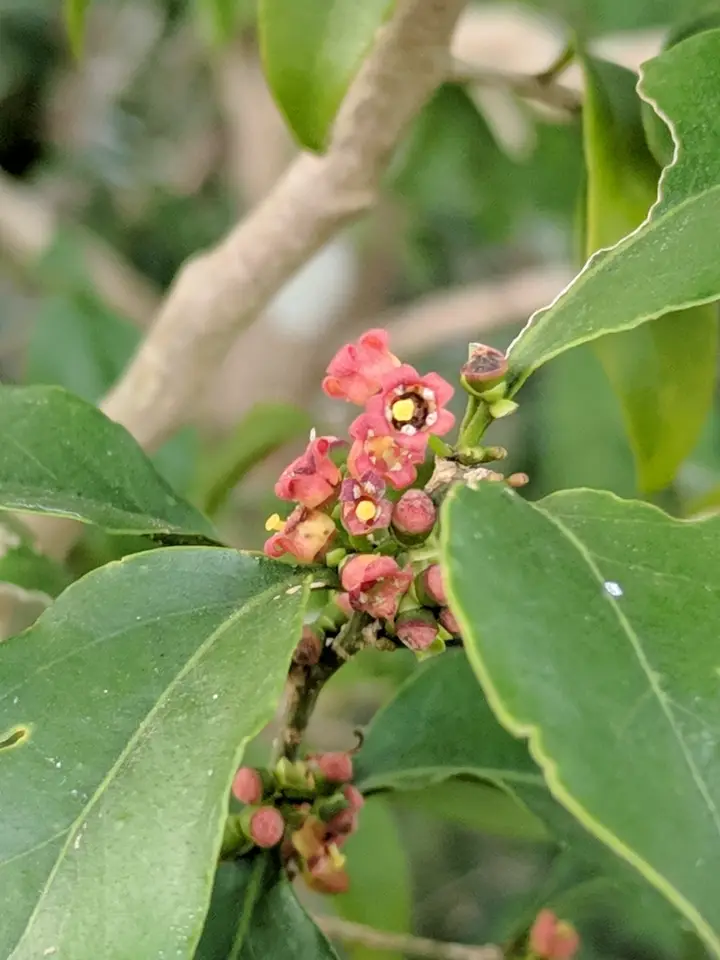 Graytwig (Schoepfia schreberi)