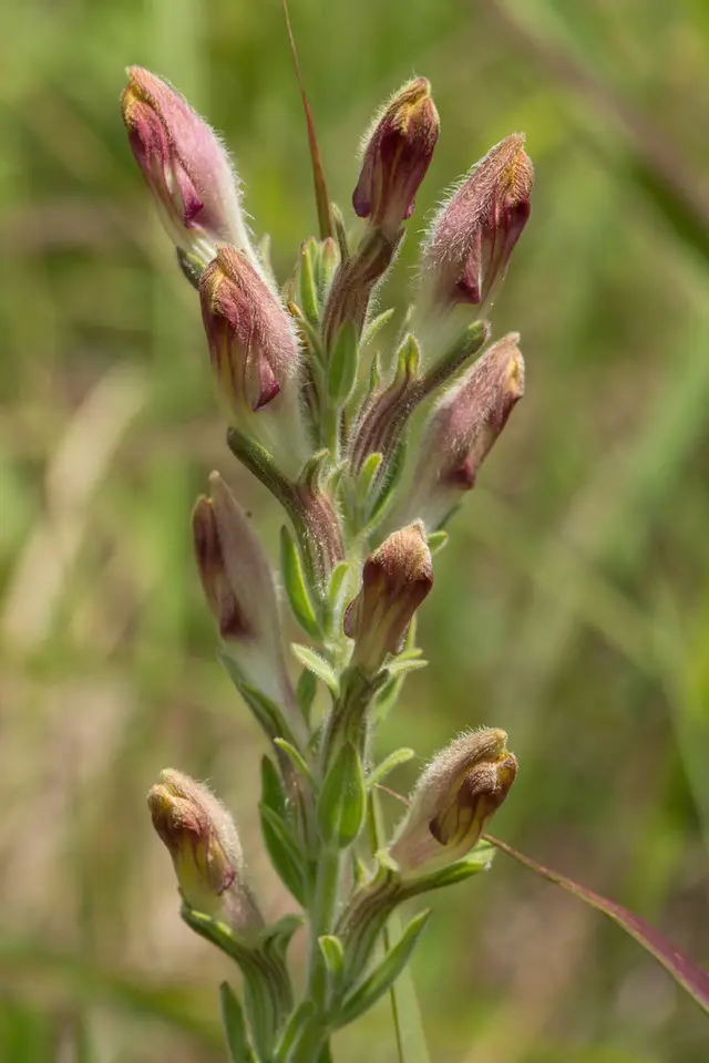 American Chaffseed (Schwalbea americana)