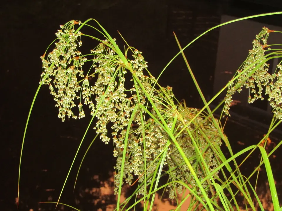 Woolgrass (Scirpus cyperinus)
