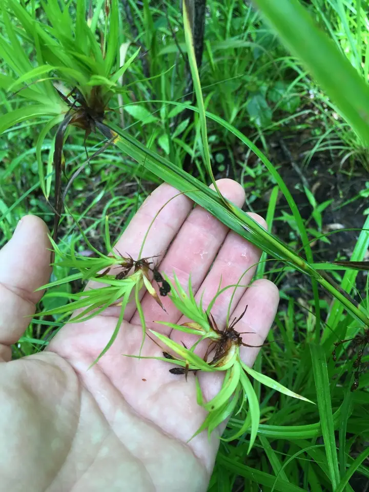 Scirpus lineatus (Scirpus lineatus)