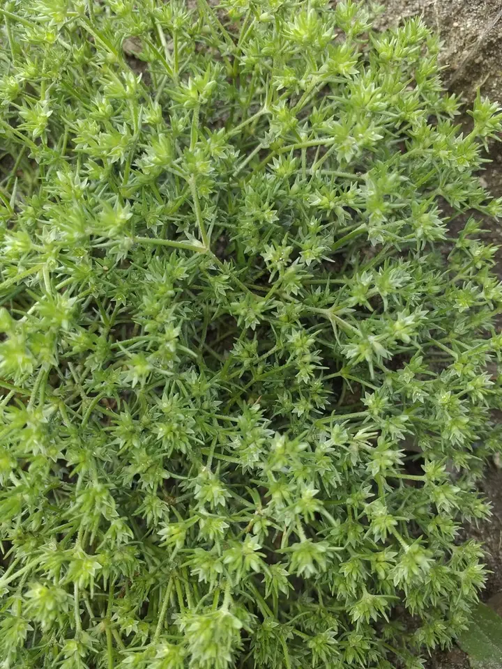 Annual Knawel (Scleranthus annuus)