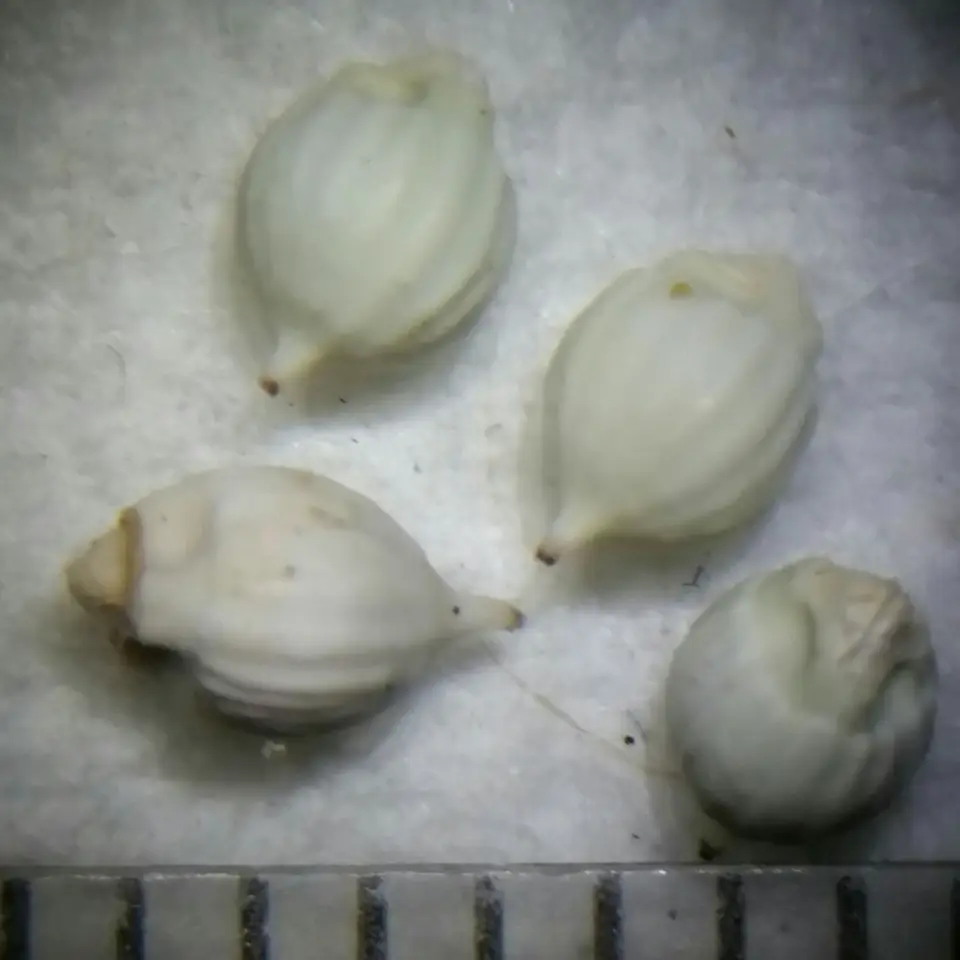 Baldwin's Nutrush (Scleria baldwinii)