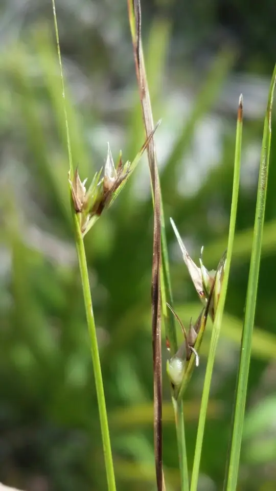 Fringed Nutrush (Scleria ciliata)