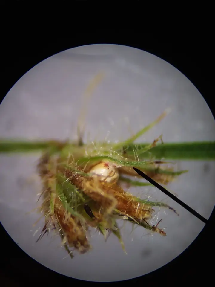 River Swamp Nutrush (Scleria distans)
