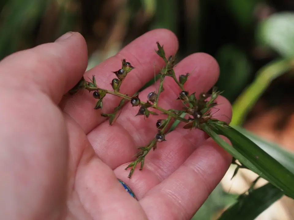 Scleria gaertneri (Scleria gaertneri)