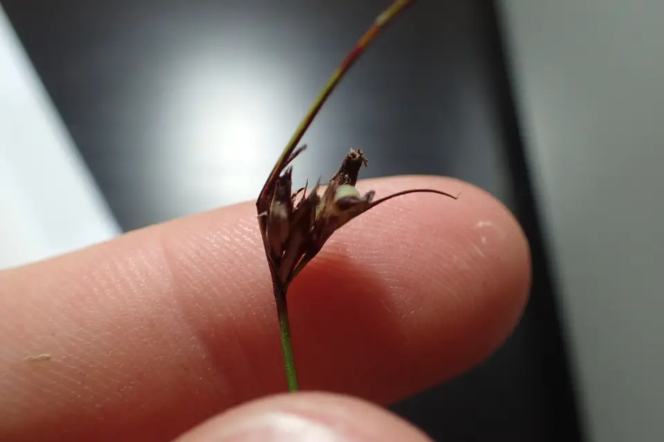 Slenderfruit Nutrush (Scleria georgiana)