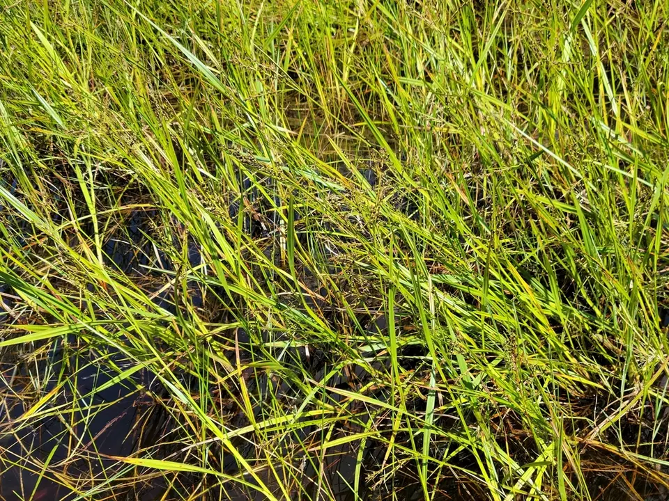 Lakeshore Nutrush (Scleria lacustris)