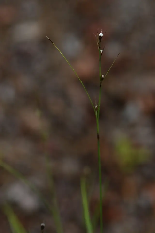 Florida Keys Nutrush (Scleria lithosperma)