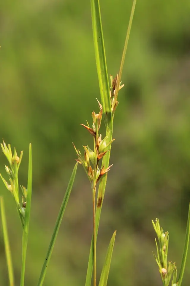 Muehlenberg's Nutrush (Scleria muehlenbergii)