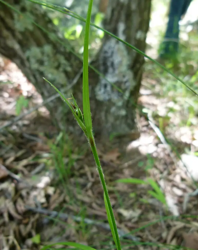 Littlehead Nutrush (Scleria oligantha)