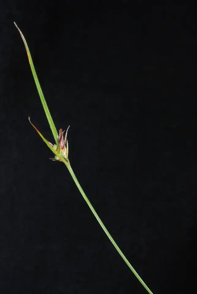 Few-Flower Nutrush (Scleria pauciflora)